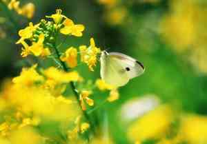 三八妇女节标题语