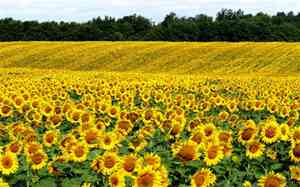 孔子的名言三年级赞美祖国风光的谚语