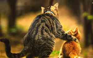 描述女神的唯美句子