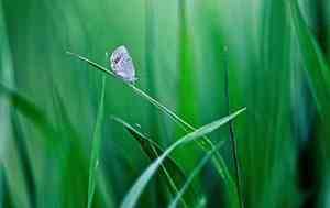 春姑娘的诗仿照诗歌写一写二年级