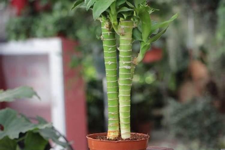 转运风水放在什么地方最好