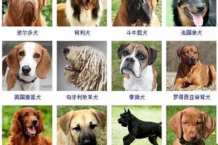 处女座的狗狗有什么性格