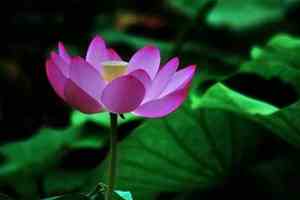 佛语经典语录静心放空