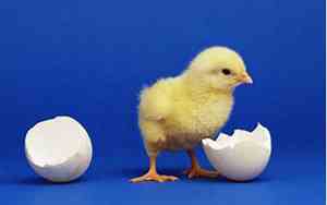 鸡年出生的年份有哪些