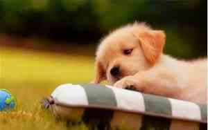 刚出生小狗不吃奶原因