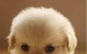 刚出生的小狗张嘴呼吸