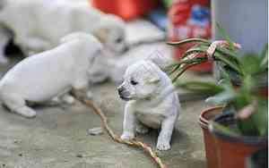 刚出生的小狗身体很凉